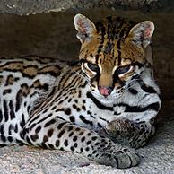 Ocelot / Pardelkat (Leopardus pardalis / Felis pardalis), Arizona, USA
<BR><BR>Zie ook www.arterra.be</P>